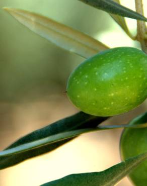 Fotografia 3 da espécie Olea europaea subesp. europaea var. sylvestris no Jardim Botânico UTAD