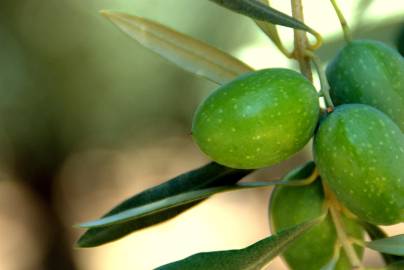 Fotografia da espécie Olea europaea subesp. europaea var. sylvestris