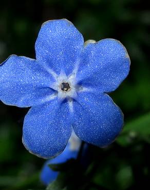 Fotografia 3 da espécie Omphalodes nitida no Jardim Botânico UTAD