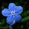 Fotografia 3 da espécie Omphalodes nitida do Jardim Botânico UTAD