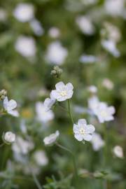 Fotografia da espécie Omphalodes linifolia