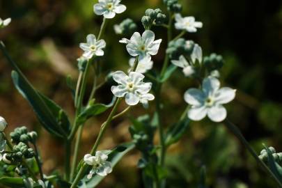 Fotografia da espécie Omphalodes linifolia