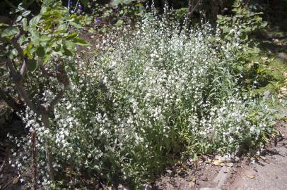 Fotografia da espécie Omphalodes linifolia