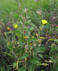 Fotografia da espécie Oenothera biennis