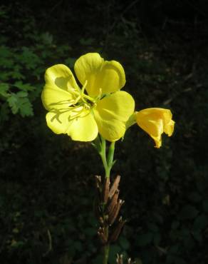 Fotografia 6 da espécie Oenothera biennis no Jardim Botânico UTAD