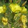 Fotografia 1 da espécie Oenothera biennis do Jardim Botânico UTAD