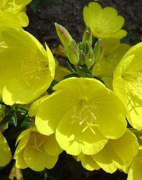 Fotografia 7 da espécie Oenothera biennis no Jardim Botânico UTAD