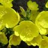 Fotografia 7 da espécie Oenothera biennis do Jardim Botânico UTAD