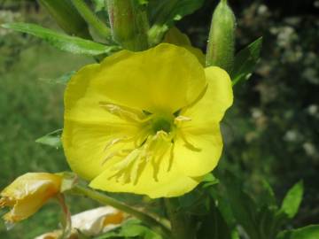 Fotografia da espécie Oenothera biennis