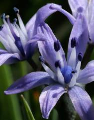 Scilla verna subesp. verna