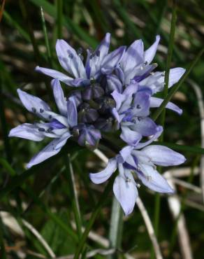 Fotografia 5 da espécie Scilla verna subesp. verna no Jardim Botânico UTAD