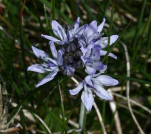 Fotografia da espécie Scilla verna subesp. verna