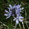 Fotografia 5 da espécie Scilla verna subesp. verna do Jardim Botânico UTAD