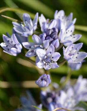 Fotografia 6 da espécie Scilla verna subesp. verna no Jardim Botânico UTAD