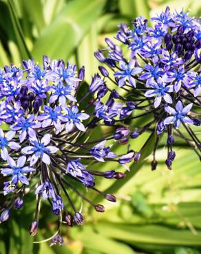 Fotografia 3 da espécie Scilla peruviana no Jardim Botânico UTAD