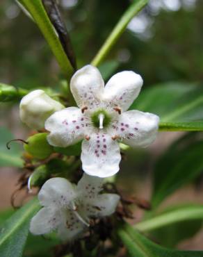 Fotografia 4 da espécie Myoporum laetum no Jardim Botânico UTAD