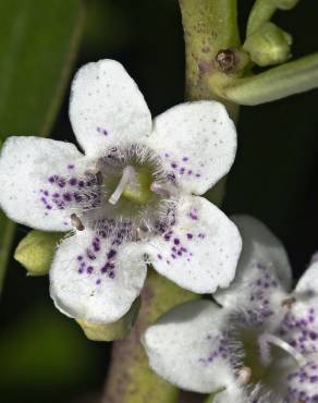 Fotografia 5 da espécie Myoporum laetum no Jardim Botânico UTAD