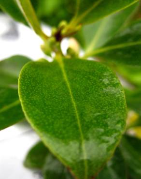 Fotografia 6 da espécie Myoporum laetum no Jardim Botânico UTAD