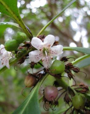 Fotografia 7 da espécie Myoporum laetum no Jardim Botânico UTAD