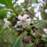 Fotografia 7 da espécie Myoporum laetum do Jardim Botânico UTAD