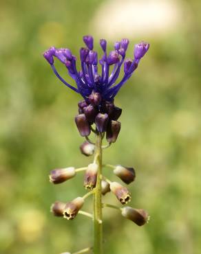 Fotografia 6 da espécie Muscari comosum no Jardim Botânico UTAD