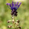 Fotografia 6 da espécie Muscari comosum do Jardim Botânico UTAD