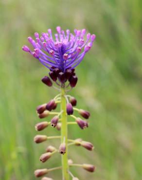 Fotografia 1 da espécie Muscari comosum no Jardim Botânico UTAD