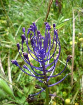 Fotografia 7 da espécie Muscari comosum no Jardim Botânico UTAD