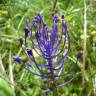 Fotografia 7 da espécie Muscari comosum do Jardim Botânico UTAD