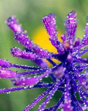 Fotografia 8 da espécie Muscari comosum no Jardim Botânico UTAD