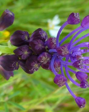 Fotografia 9 da espécie Muscari comosum no Jardim Botânico UTAD