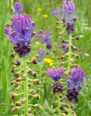 Fotografia 10 da espécie Muscari comosum no Jardim Botânico UTAD