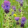 Fotografia 10 da espécie Muscari comosum do Jardim Botânico UTAD