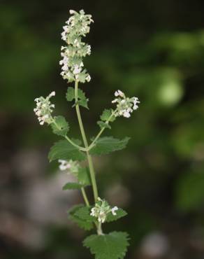 Fotografia 6 da espécie Nepeta cataria no Jardim Botânico UTAD