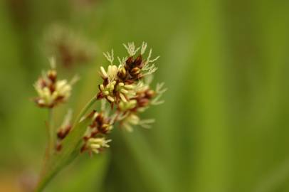 Fotografia da espécie Luzula campestris