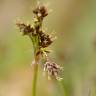 Fotografia 1 da espécie Luzula campestris do Jardim Botânico UTAD