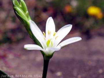 Fotografia da espécie Ornithogalum broteri