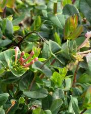 Fotografia da espécie Lonicera implexa