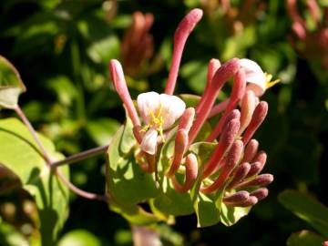 Fotografia da espécie Lonicera implexa