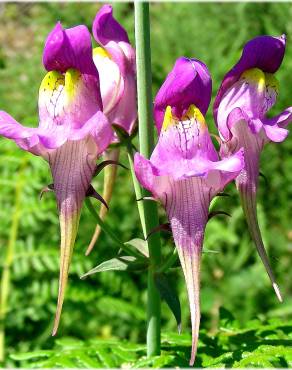 Fotografia 3 da espécie Linaria triornithophora no Jardim Botânico UTAD