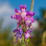 Fotografia 4 da espécie Linaria triornithophora do Jardim Botânico UTAD