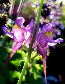 Fotografia da espécie Linaria triornithophora