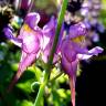 Fotografia 5 da espécie Linaria triornithophora do Jardim Botânico UTAD