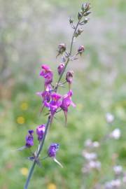 Fotografia da espécie Linaria triornithophora