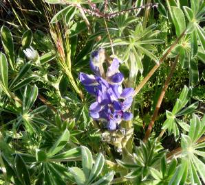 Fotografia da espécie Lupinus micranthus