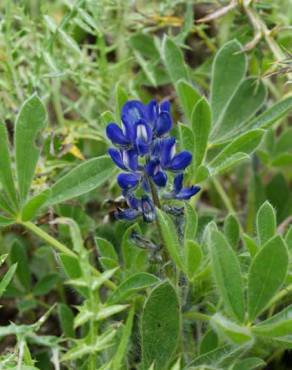 Fotografia 4 da espécie Lupinus micranthus no Jardim Botânico UTAD