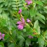 Fotografia 1 da espécie Lythrum hyssopifolia do Jardim Botânico UTAD