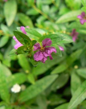 Fotografia 4 da espécie Lythrum hyssopifolia no Jardim Botânico UTAD