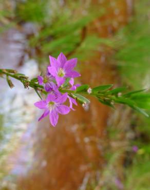 Fotografia 5 da espécie Lythrum hyssopifolia no Jardim Botânico UTAD