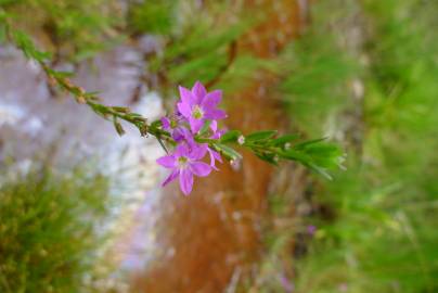 Fotografia da espécie Lythrum hyssopifolia